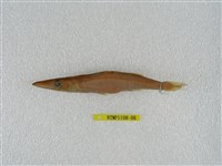 藏品(日本金梭魚)的圖片